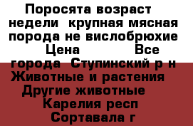 Поросята возраст 4 недели, крупная мясная порода(не вислобрюхие ) › Цена ­ 4 000 - Все города, Ступинский р-н Животные и растения » Другие животные   . Карелия респ.,Сортавала г.